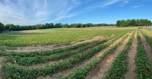 A panoramic view of a lush strawberry field under a clear blue sky, with rows of green plants stretching into the distance.