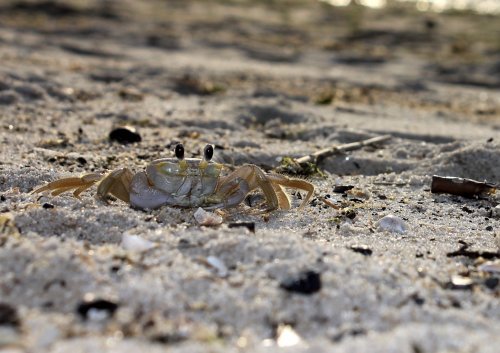 A close-up of a crab on sandy beach, with its eyes raised and surrounded by small shells and debris.