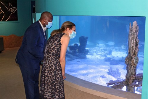 Two people wearing masks observe an aquarium, leaning in to look at the underwater scene.