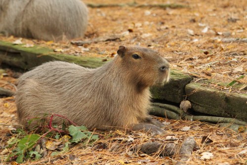 A capybara resting on the ground among fallen leaves and twigs, with another capybara in the background.