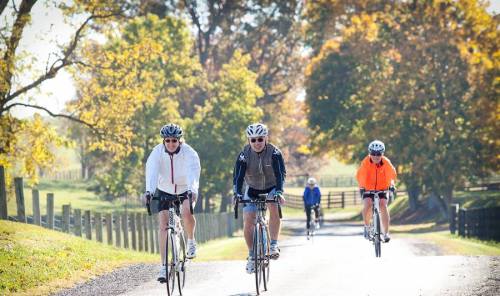 Four cyclists ride along a scenic road lined with trees in autumn colors on a sunny day.