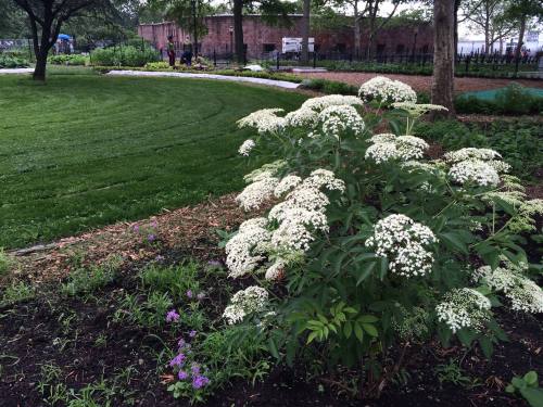 A lush garden scene featuring a flowering bush with white blooms, surrounded by green grass and pathways.