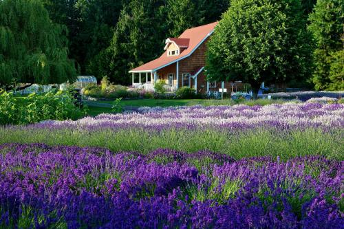 A scenic view of a lavender field in bloom, with a charming house and trees in the background.