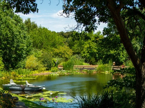 A serene pond surrounded by lush greenery, with a small boat and lily pads floating on the water.