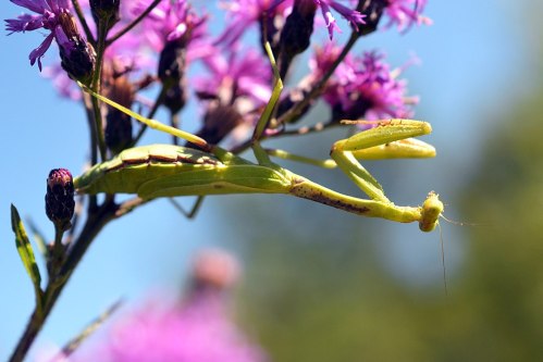 A green praying mantis perched on vibrant purple flowers in a natural setting.