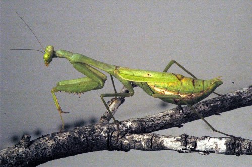 A green praying mantis perched on a branch, showcasing its elongated body and distinctive features.