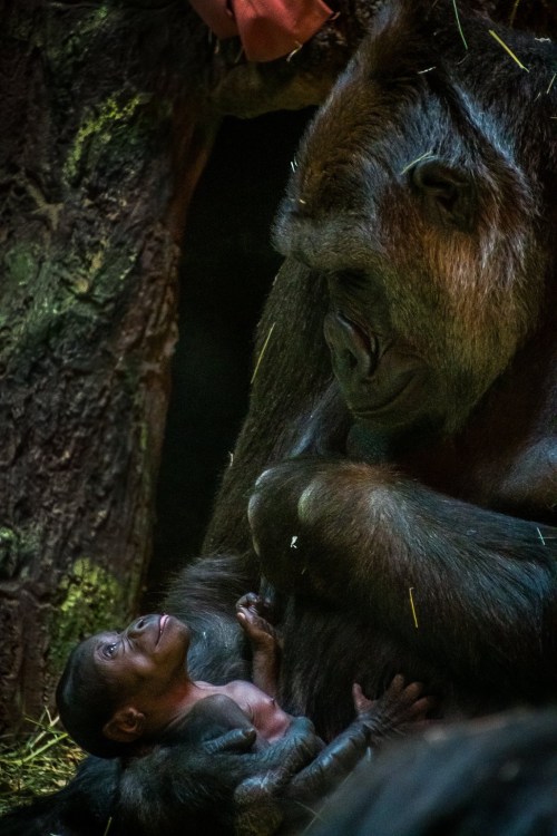 A mother gorilla gently interacts with her baby in a natural setting, showcasing their bond.