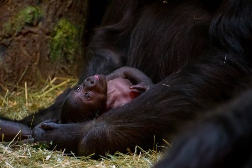 A baby gorilla lies on its mother's belly, looking up with a curious expression in a natural habitat.