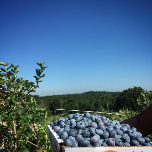 A hand holds a box overflowing with fresh blueberries against a clear blue sky and green hills in the background.