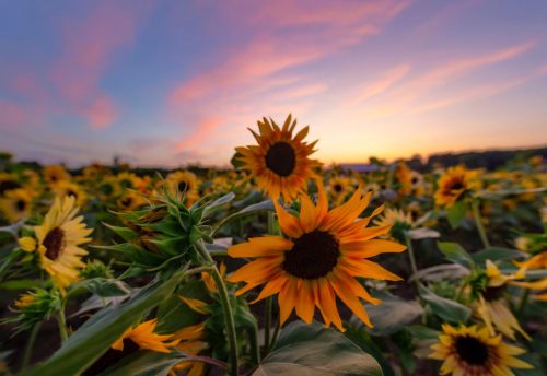 A field of vibrant sunflowers against a colorful sunset sky with soft clouds.