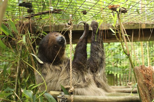A sloth hanging upside down on a wooden structure, surrounded by greenery and vines.