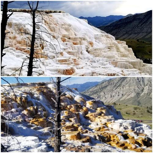 Two images of colorful mineral terraces at Mammoth Hot Springs, showcasing white and orange formations against a mountainous backdrop.