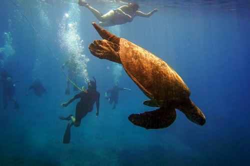A sea turtle swims underwater near snorkelers in a clear blue ocean. Bubbles rise around them.