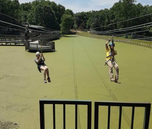 Two people ziplining over a green, algae-covered pond in a wooded area on a sunny day.