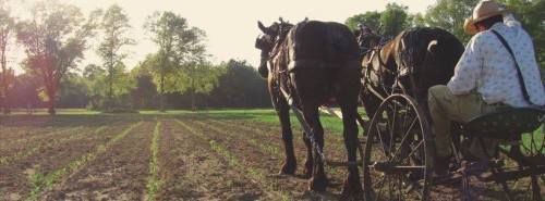 A farmer guides a horse-drawn plow through a field of young crops under a sunny sky.