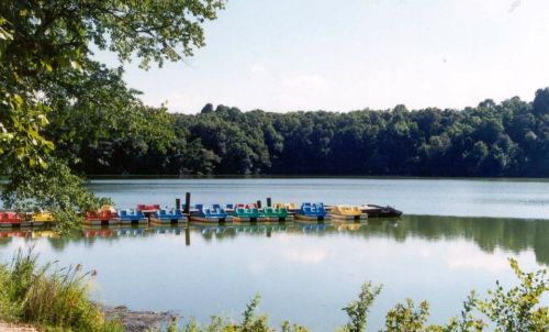 Colorful paddle boats lined up on a calm lake, surrounded by lush green trees under a clear blue sky.