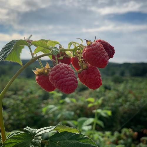 A cluster of ripe raspberries hanging from a green stem against a cloudy sky and lush background.