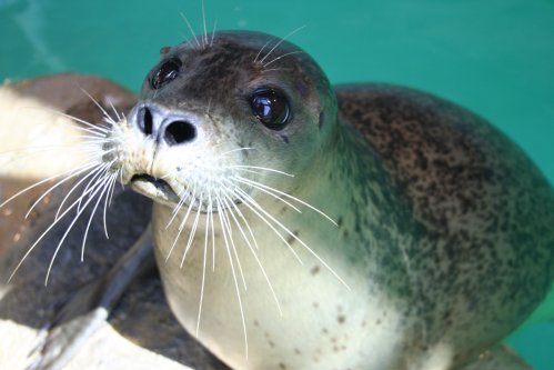 A close-up of a curious seal with whiskers, looking up from the water with bright, expressive eyes.