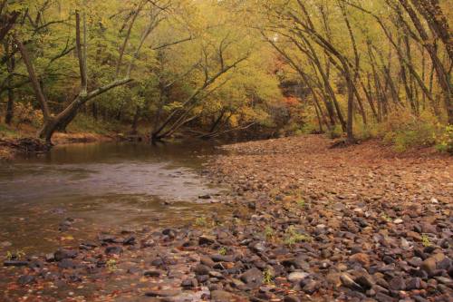 A serene riverbank surrounded by trees with autumn foliage, featuring a rocky shore and calm waters.