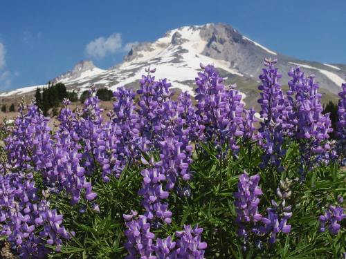 Purple lupines in the foreground with a snow-capped mountain and blue sky in the background.