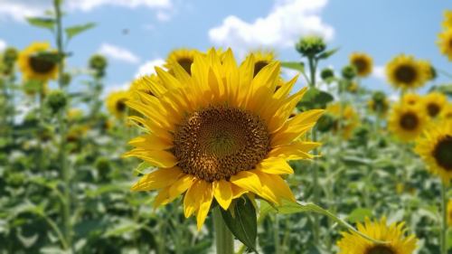 A vibrant sunflower in full bloom, surrounded by a field of sunflowers under a bright blue sky.