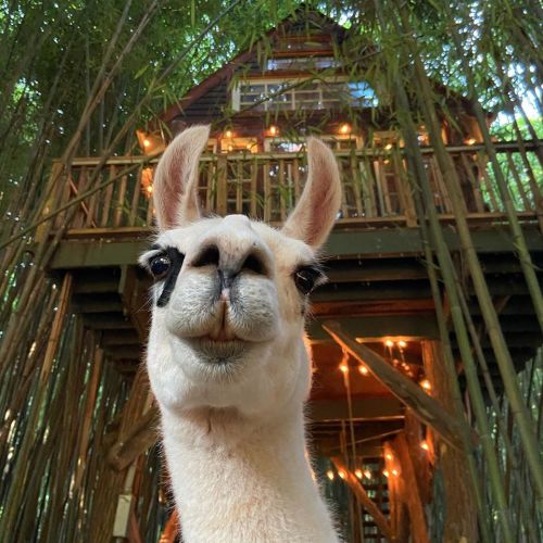 A close-up of a llama in front of a treehouse surrounded by bamboo, with warm lights glowing inside.