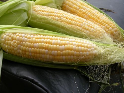 Close-up of fresh corn on the cob, with green husks and yellow kernels, resting on a dark surface.