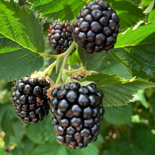 A close-up of ripe blackberries hanging from green leaves.