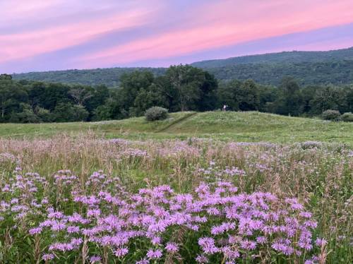 A scenic field with purple wildflowers under a pastel pink and blue sky, surrounded by green trees and hills.