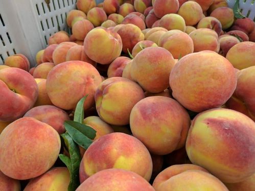 A close-up of a basket filled with ripe, fuzzy peaches in various shades of yellow and pink.