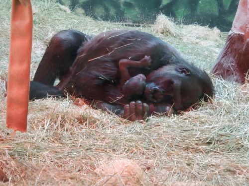 A mother gorilla lies on the ground, cradling her baby close in a cozy, straw-filled environment.