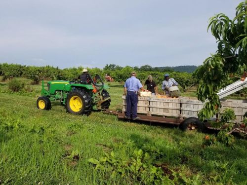 A tractor in a vineyard with workers loading crates of harvested fruit onto a trailer under a cloudy sky.