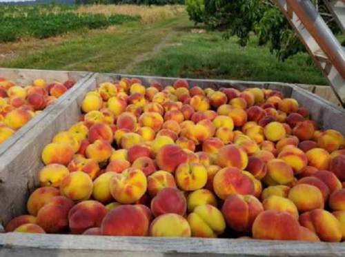 A wooden crate filled with ripe, colorful peaches in an orchard setting.