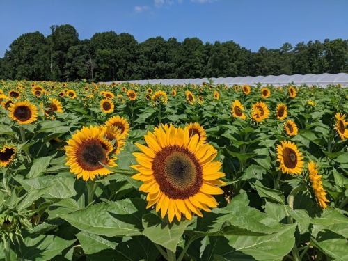 A vibrant field of sunflowers under a clear blue sky, surrounded by lush green trees in the background.