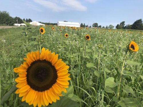 A vibrant field of sunflowers in bloom, with a farm and blue sky in the background.