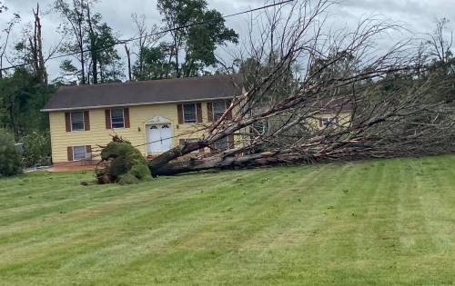 A large fallen tree lies across a grassy yard in front of a yellow house after a storm.