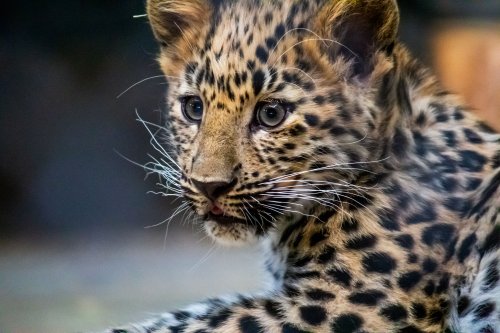 A close-up of a young leopard with distinctive spots, showcasing its curious expression and whiskers.