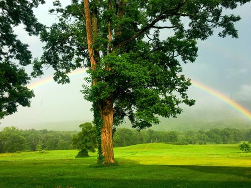 A vibrant rainbow arcs over a lush green landscape, with a large tree in the foreground and misty hills in the background.