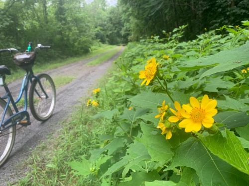 A blue bicycle parked beside a gravel path lined with vibrant yellow flowers and lush green foliage.