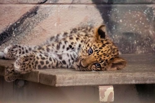 A young leopard cub lies on a ledge, resting with its head on its paws, showcasing its distinctive spotted fur.