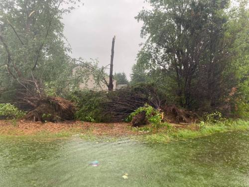 Fallen trees and debris in a flooded area during heavy rain, with a gray sky in the background.