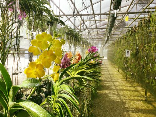 A vibrant greenhouse filled with colorful orchids and lush greenery, illuminated by soft light and mist.