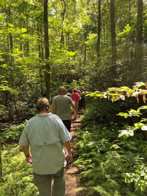 A group of people walking along a narrow trail through a lush green forest. Sunlight filters through the trees.