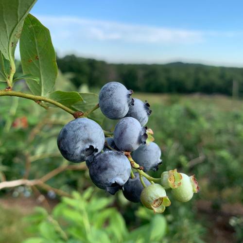 A close-up of a blueberry branch with ripe blue berries and a few unripe green ones, set against a blurred landscape.