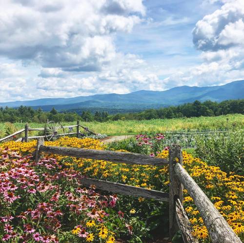 A vibrant field of flowers in bloom, with a wooden fence and mountains under a cloudy sky in the background.