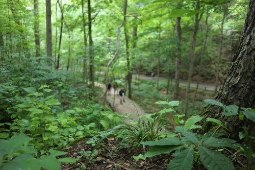 A lush green forest path with people walking in the distance, surrounded by trees and foliage.