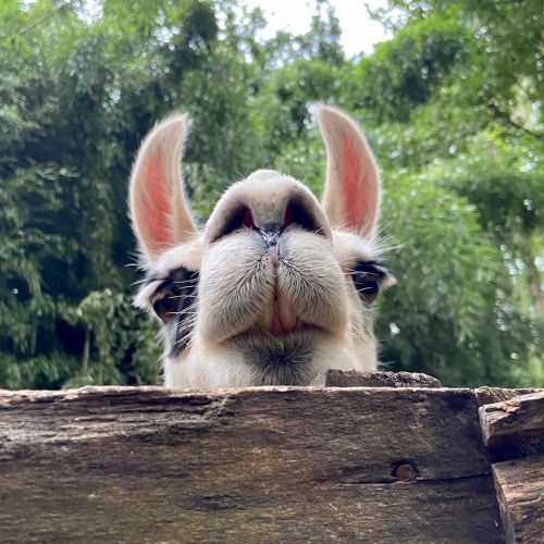 A close-up of a llama's face peeking over a wooden fence, surrounded by greenery.
