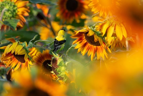 A yellow bird perched among vibrant sunflowers, surrounded by bright orange and yellow petals.