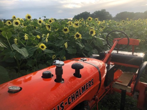 An orange Allis-Chalmers tractor in a field of sunflowers under a cloudy sky.