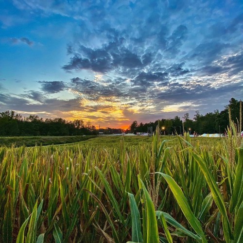 A vibrant sunset over a cornfield, with lush green plants and a colorful sky filled with clouds.